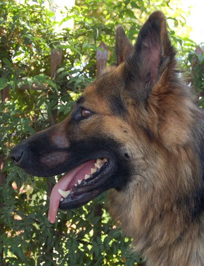 Lobo von Liebzig profile